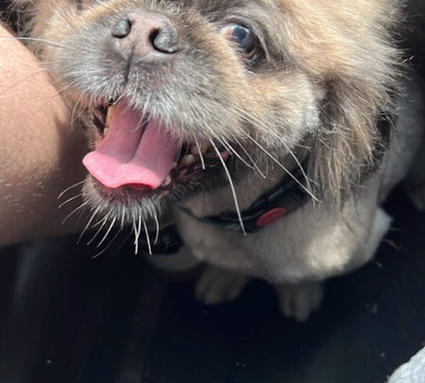 Peanut