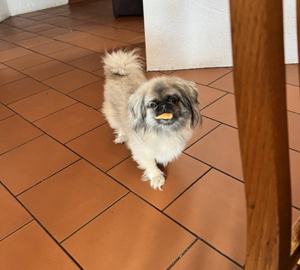 Peanut