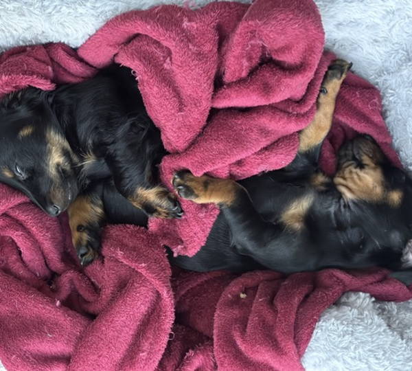 Zeus & Hades