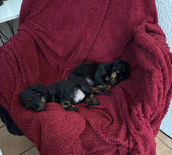 Zeus & Hades