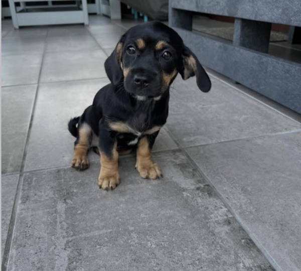 Lala