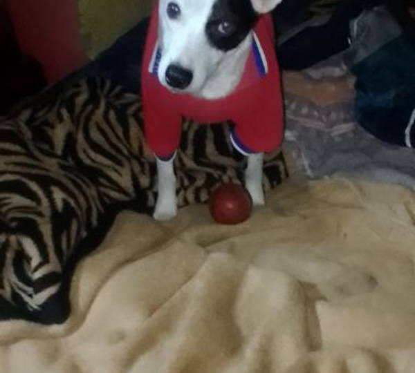 Flekkie