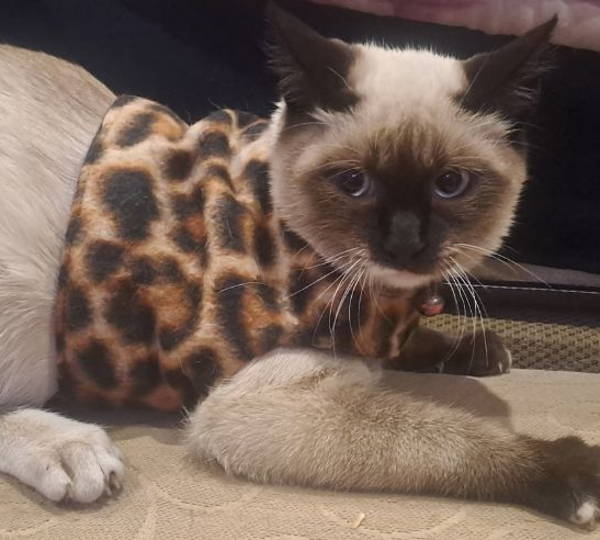 Miss-Molly