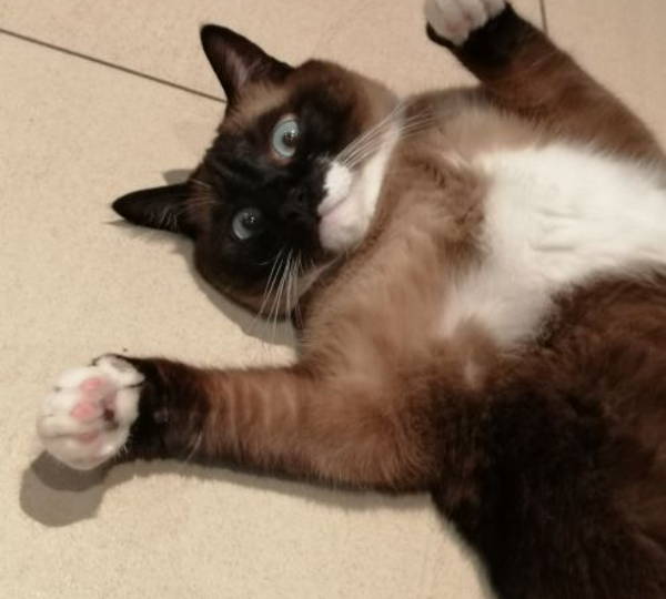 Gizmo