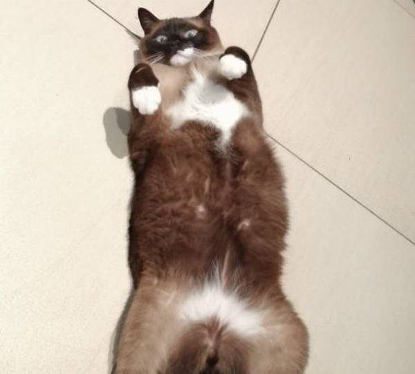 Gizmo