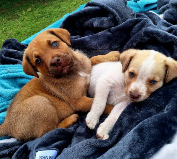 Clover & Nala