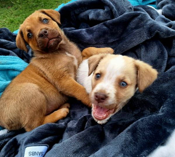 Clover & Nala