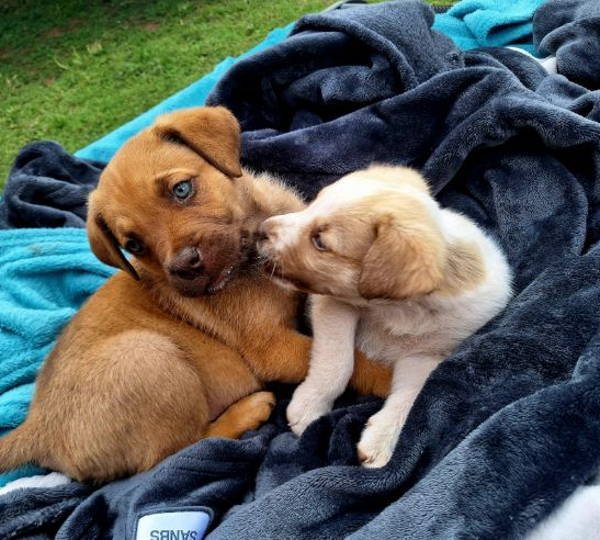 Clover & Nala