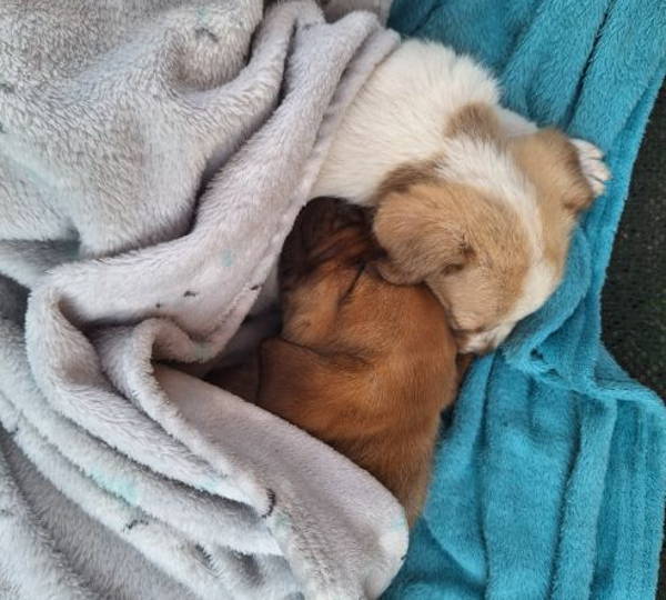 Clover & Nala