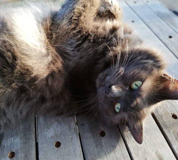 Bella