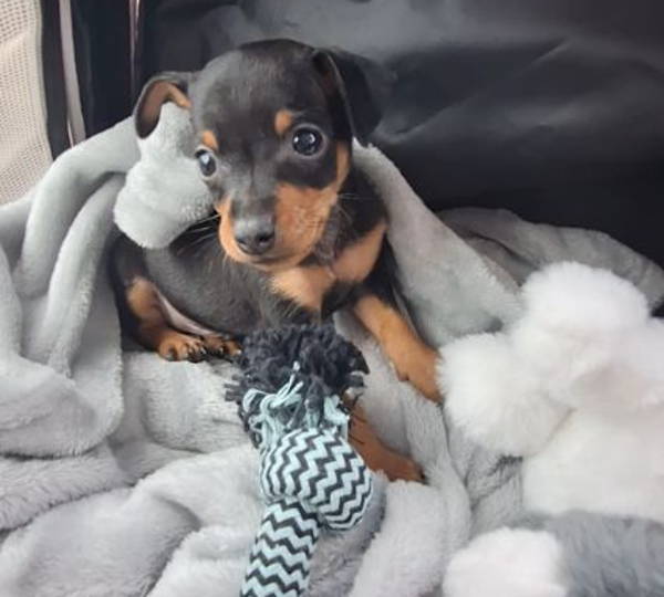 Gus-Gus