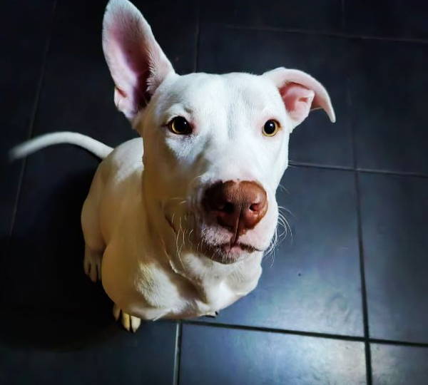Tyson