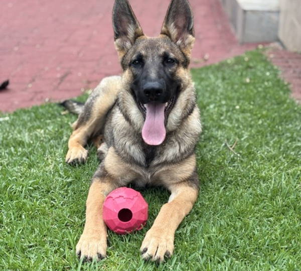 Nala