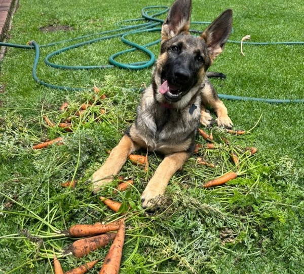Nala