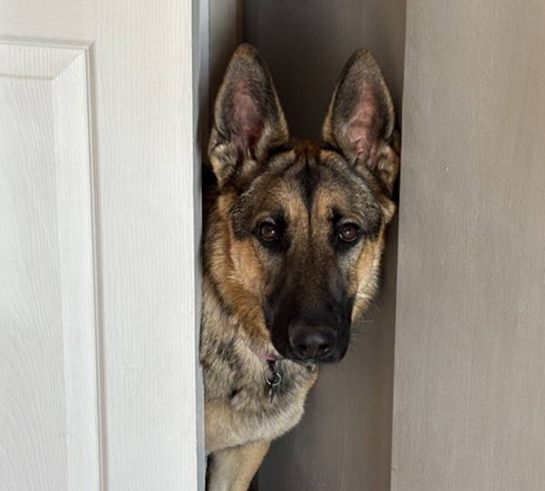 Nala