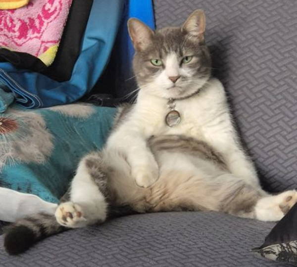 Gizmo