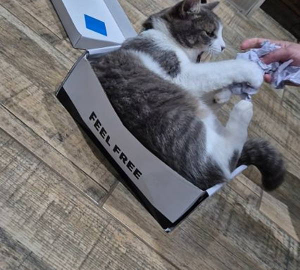Gizmo