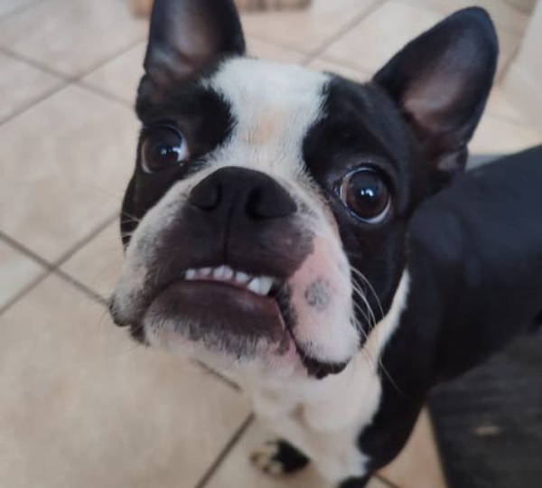 Finn