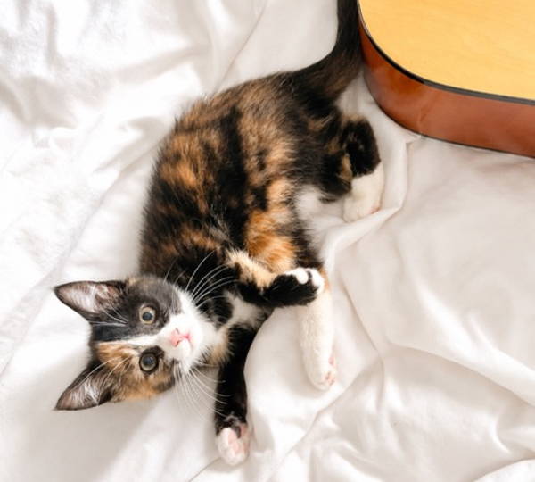 Lilly