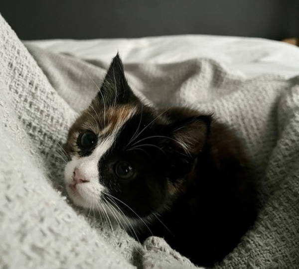 Lilly