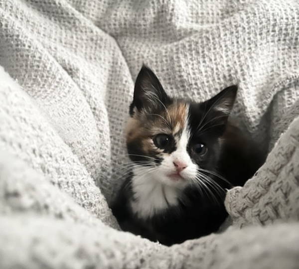 Lilly