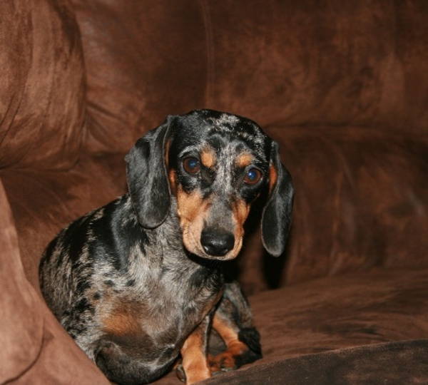 Lenie