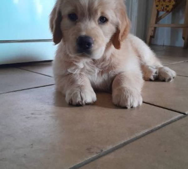 Teddy