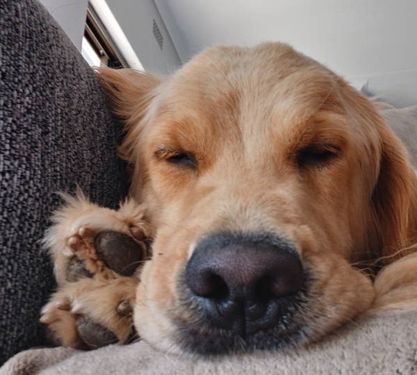 Teddy