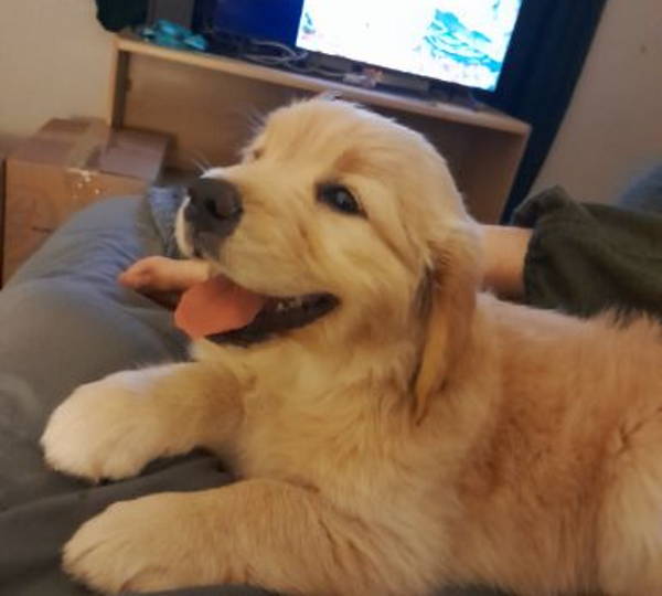Teddy