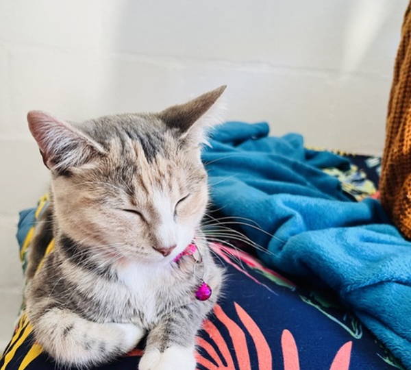 Maya