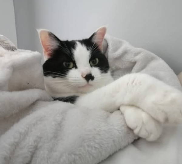 Kattarina