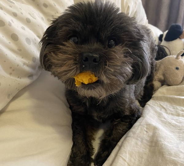 Lulu