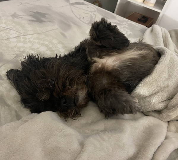 Lulu