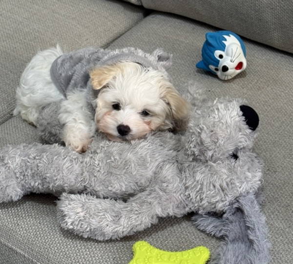 Lumi