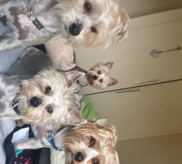 Gismo, Shadow, Bulletjie & Milly