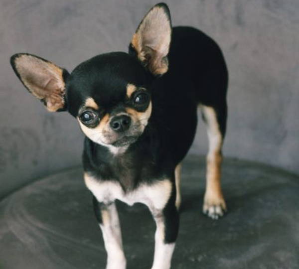 Duke