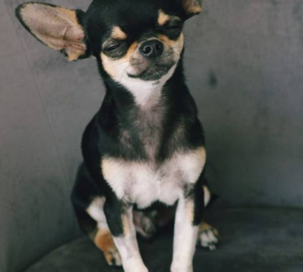 Duke