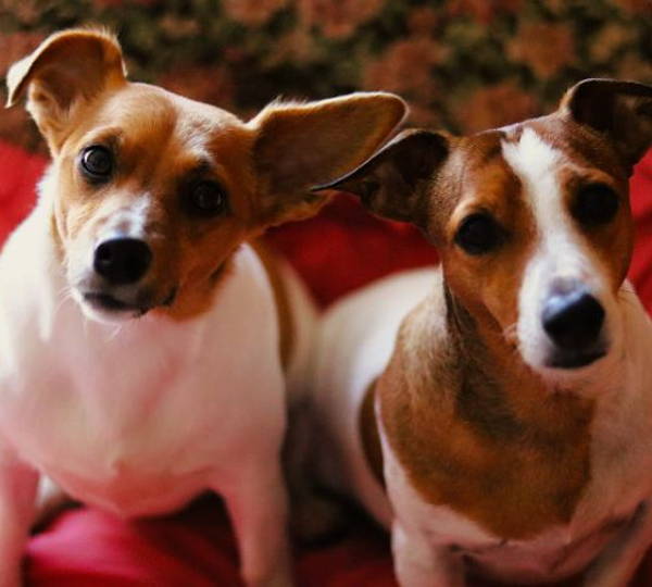 Lexi And Luna