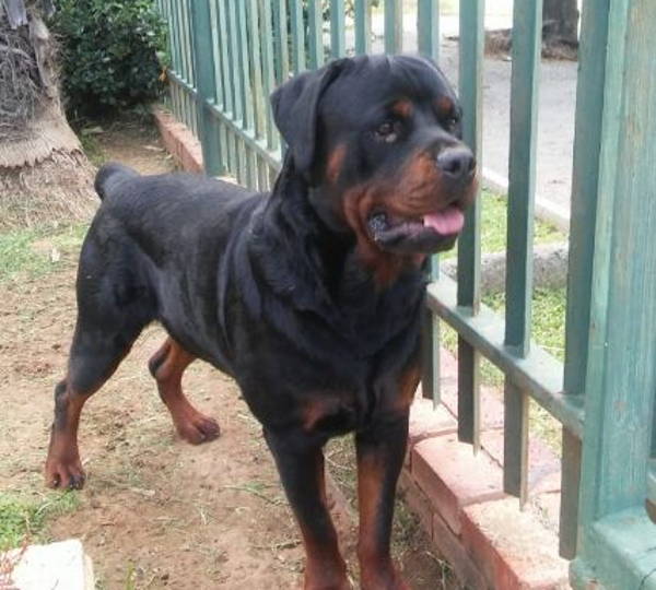 Tyson