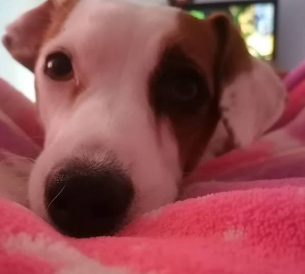 Bella