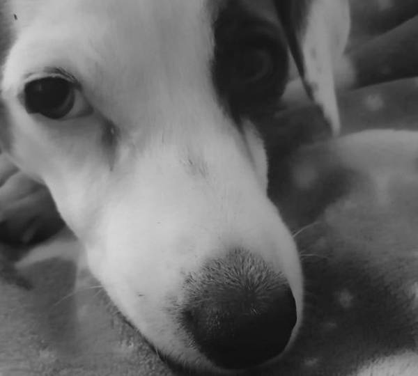 Bella