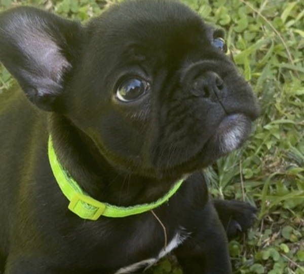Onyx