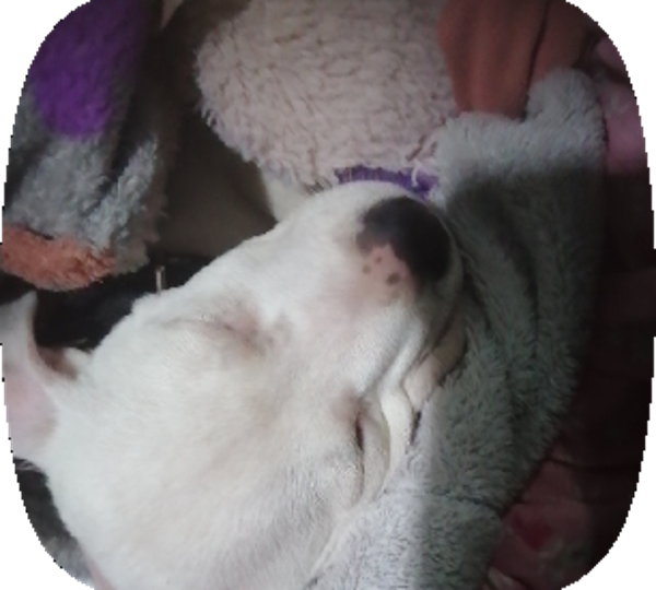 Harley