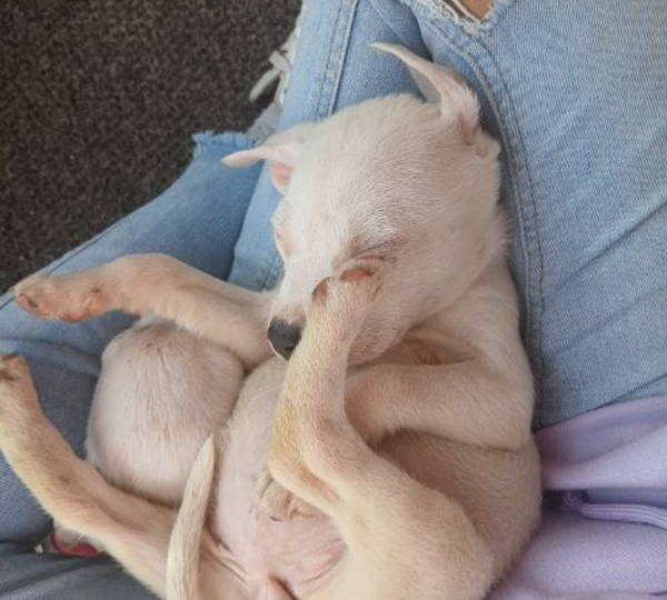 Harley