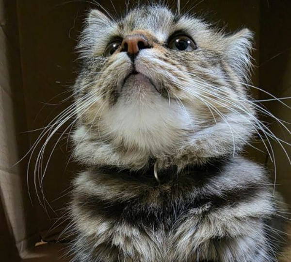 Mittens