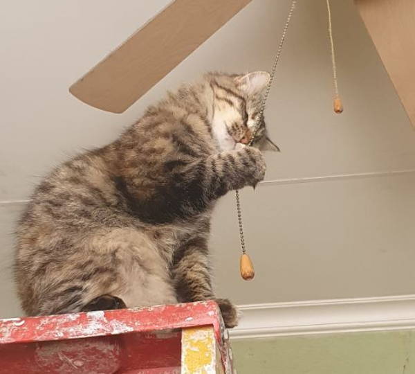 Mittens