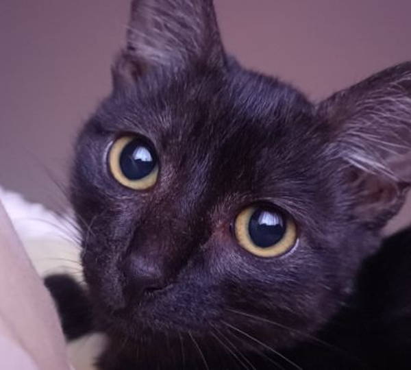 Pepper
