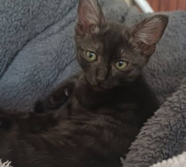 Pepper