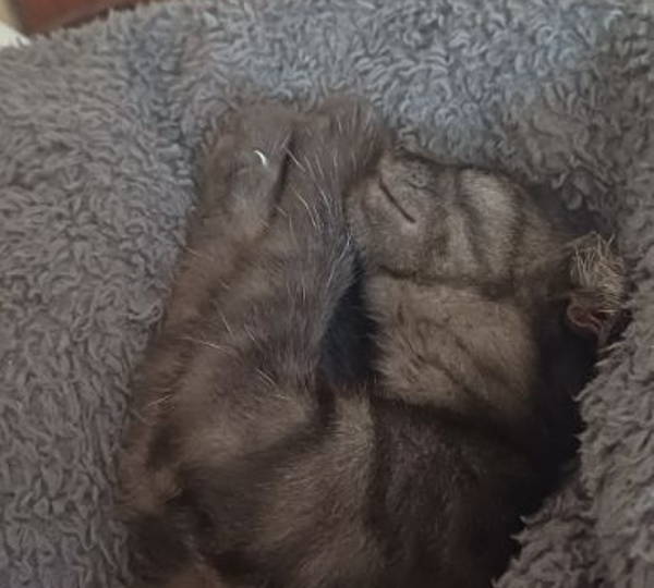 Pepper