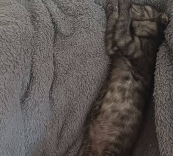 Pepper